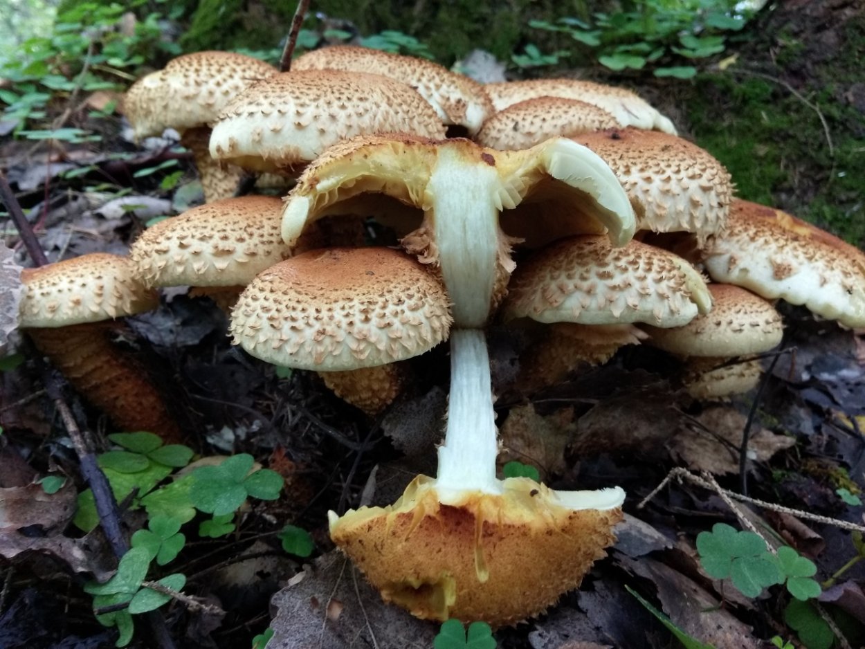 Чешуйчатка обыкновенная Pholiota squarrosa