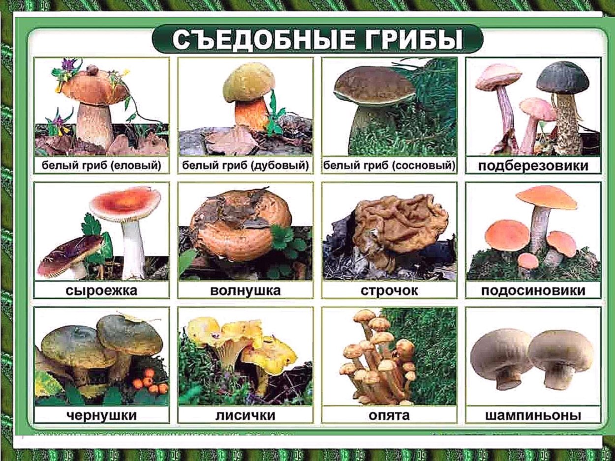 Грибы для детей с названиями съедобные и несъедобные