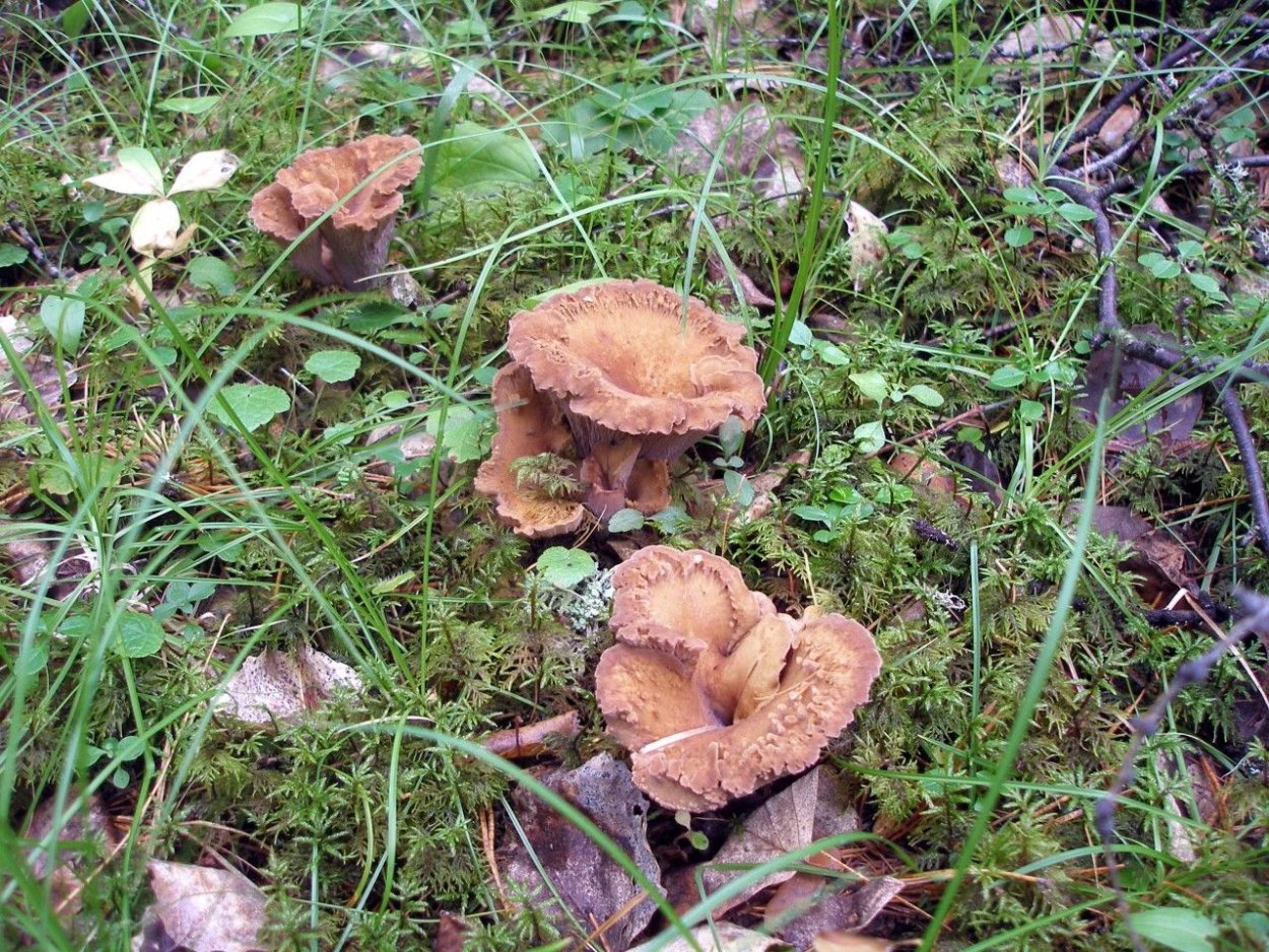 Дисцина щитовидная Discina ancilis