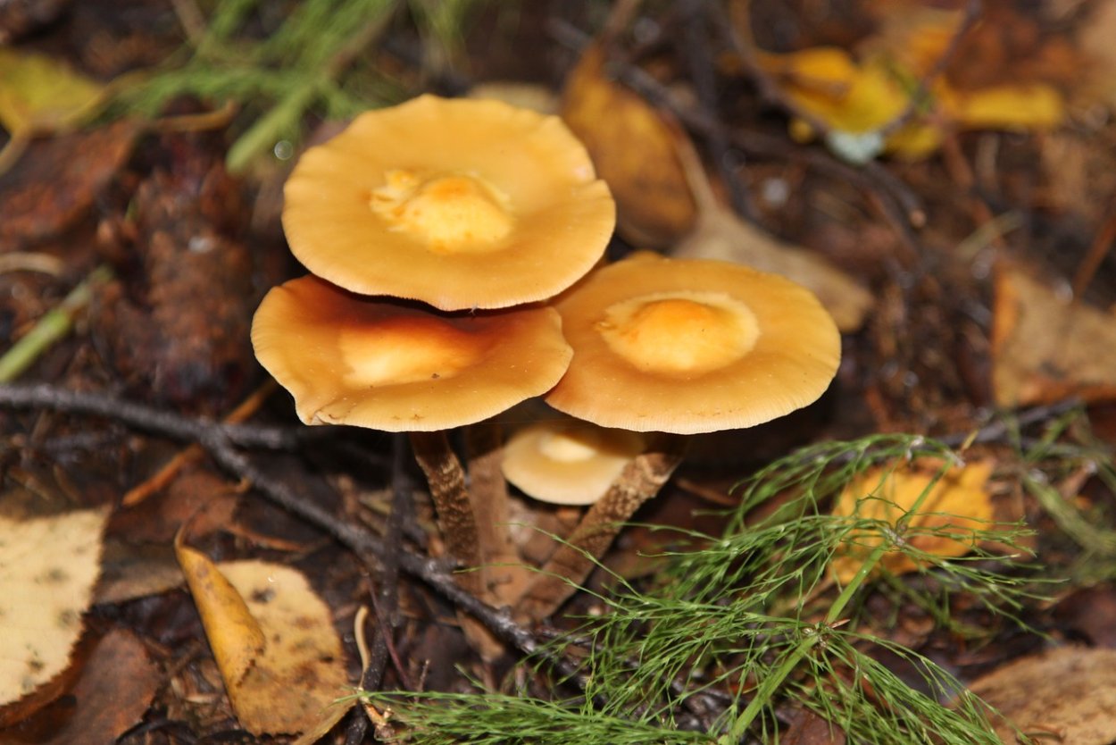 Picnic Mushroom