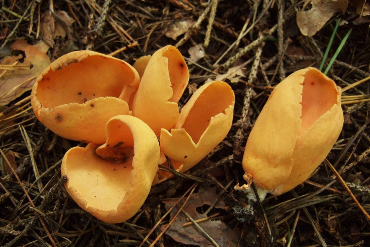 Otidea onotica