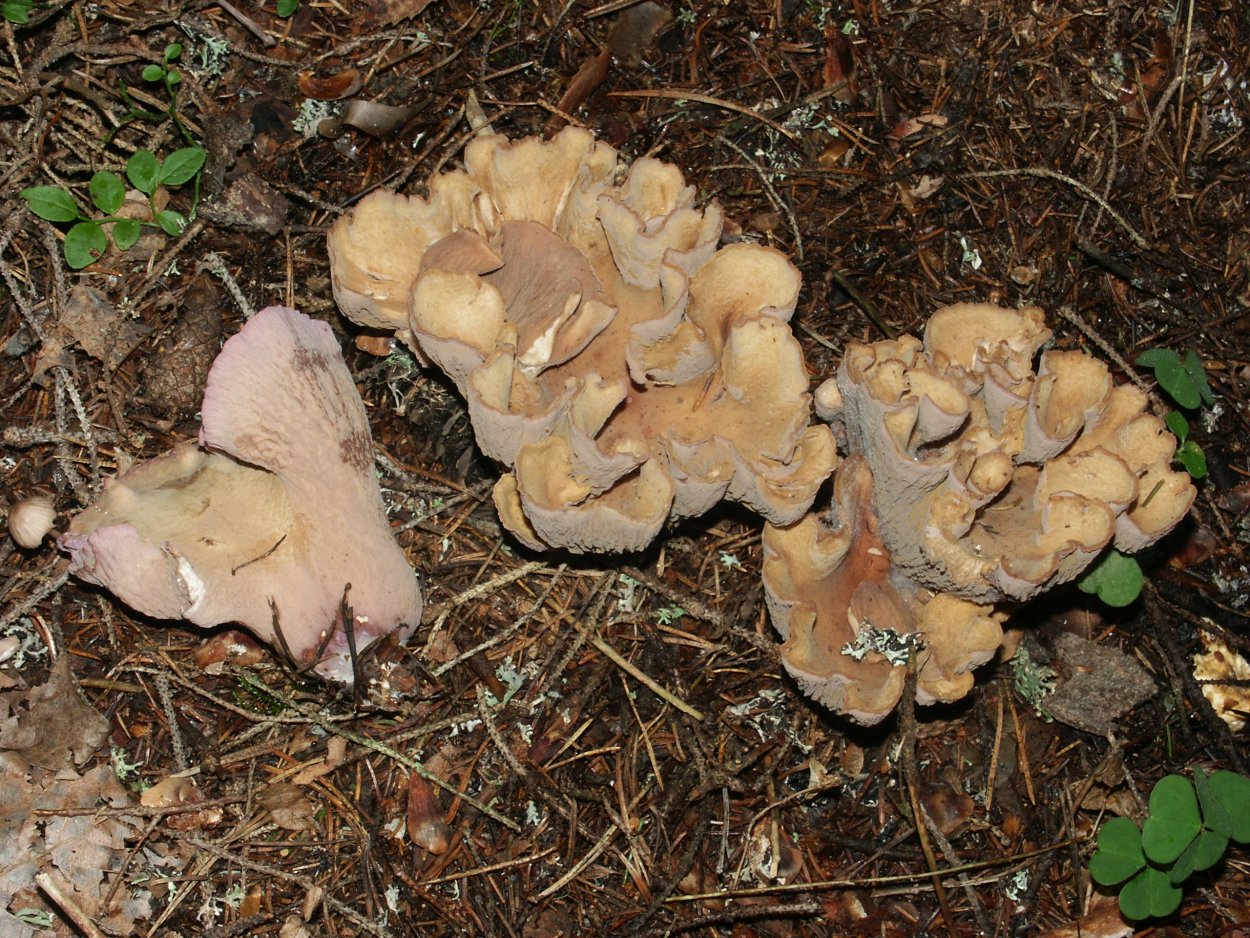 Peziza michelii