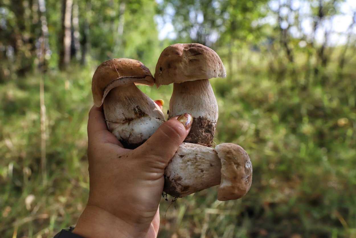 Ножки грибов
