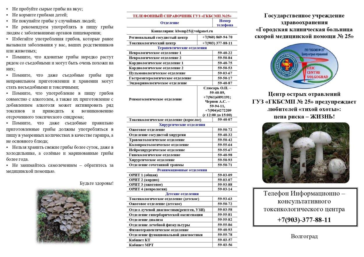 Грибная Поляна белых белых грибов
