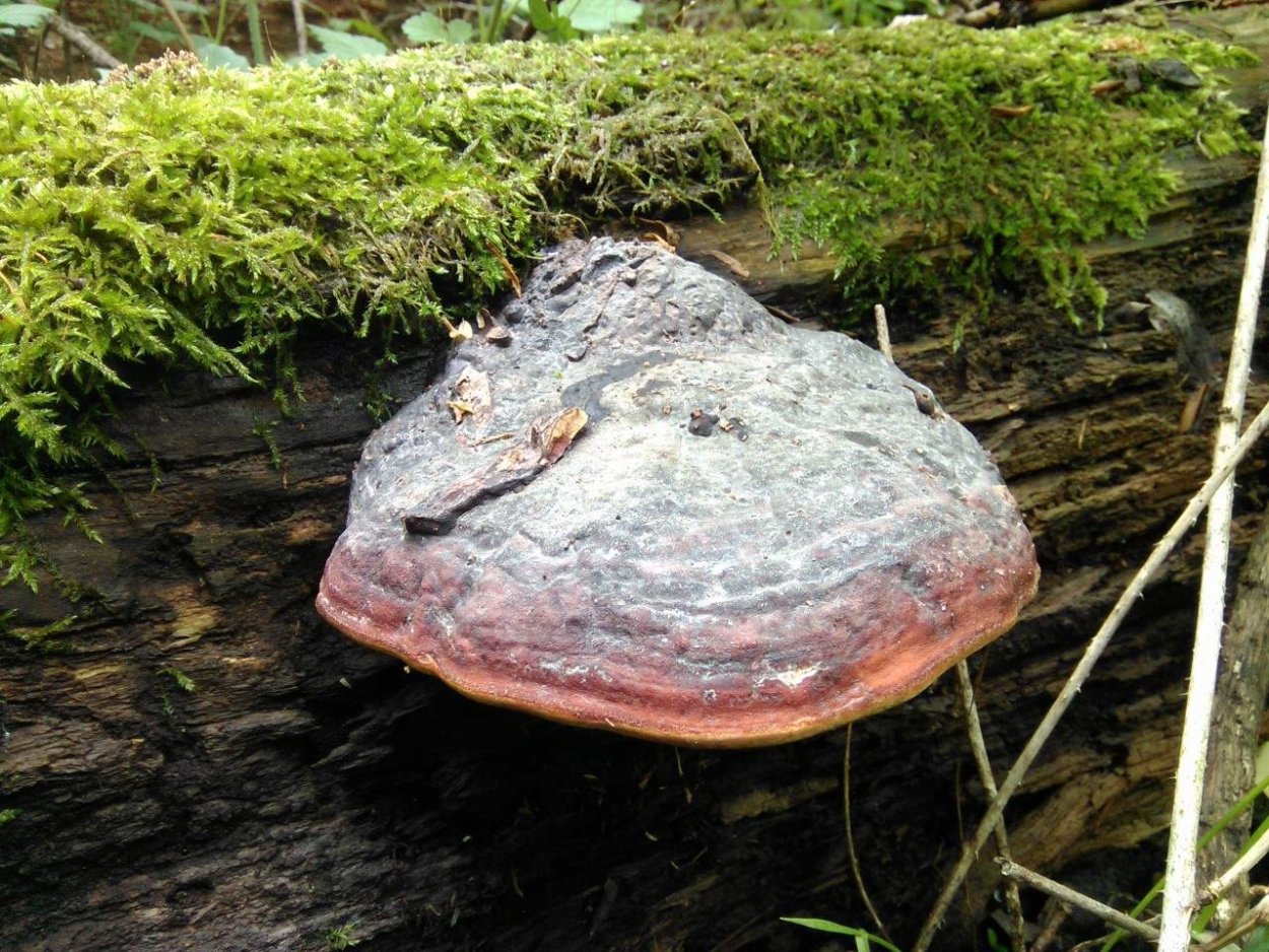 11. Fomitopsis pinicola – трутовик окаймлённый