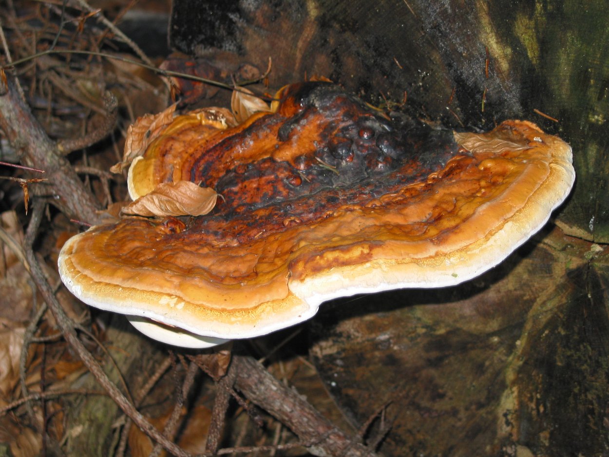 Fomitopsis pinicola - трутовик Сосновый