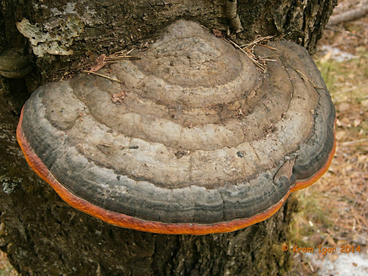 Трутовик ямчатый (Lentinus Arcularius)