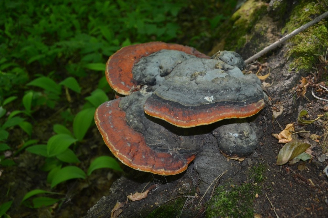 Трутовик окаймленный Fomitopsis pinicola