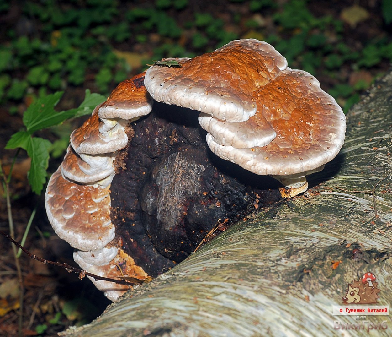 Трутовик окаймленный Fomitopsis pinicola