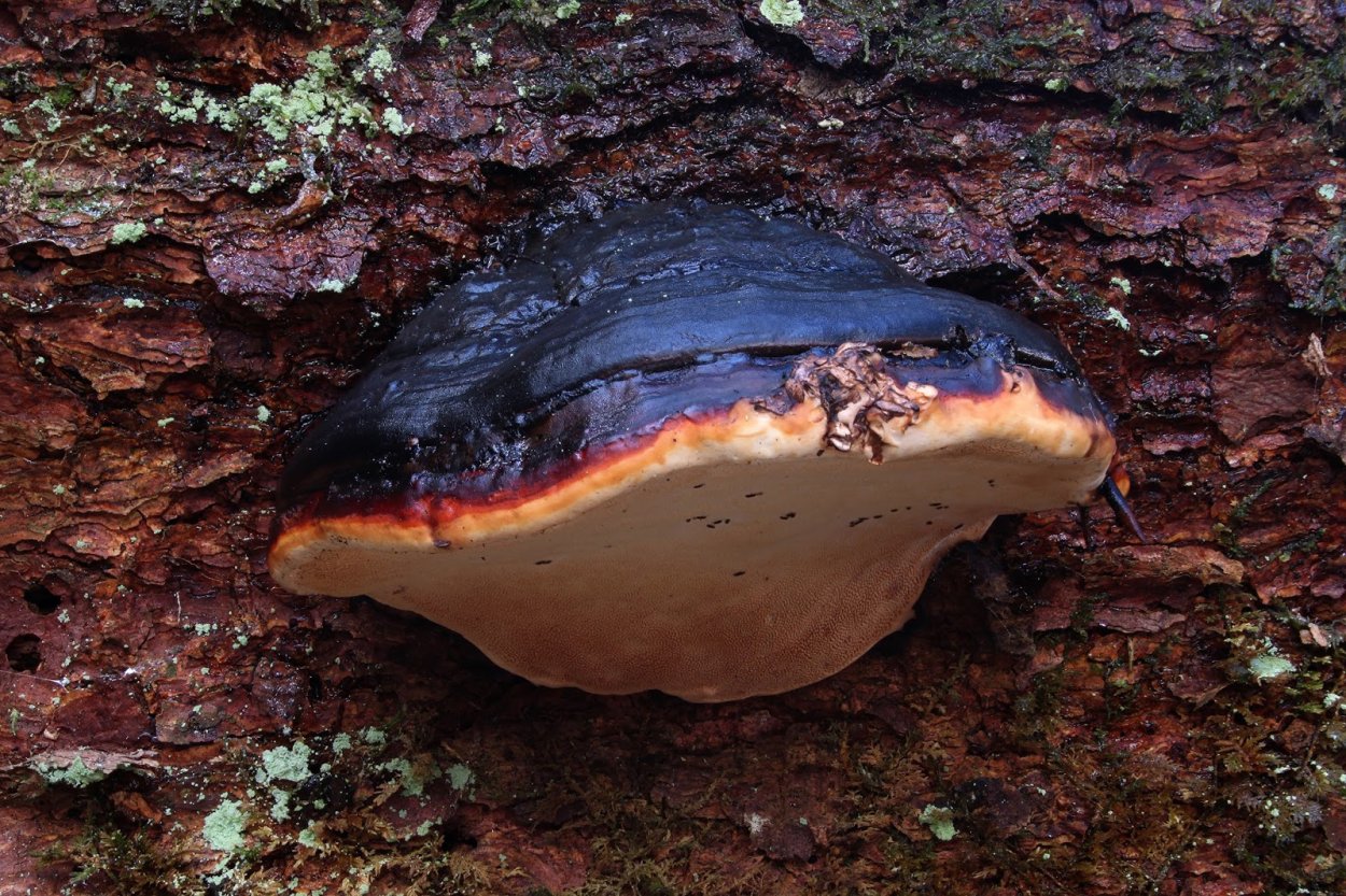Трутовик обыкновенный fomes fomentarius