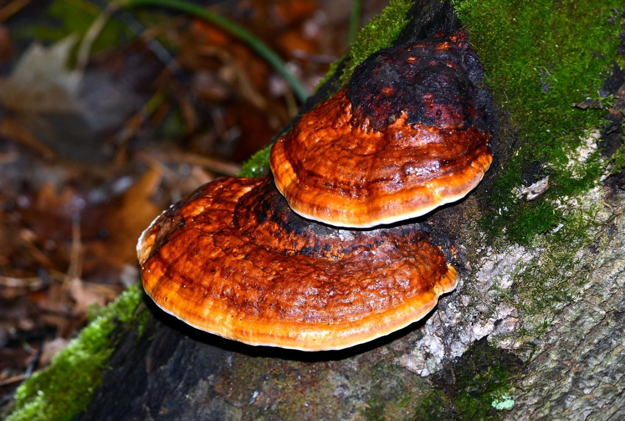 Трутовик окаймленный Fomitopsis pinicola