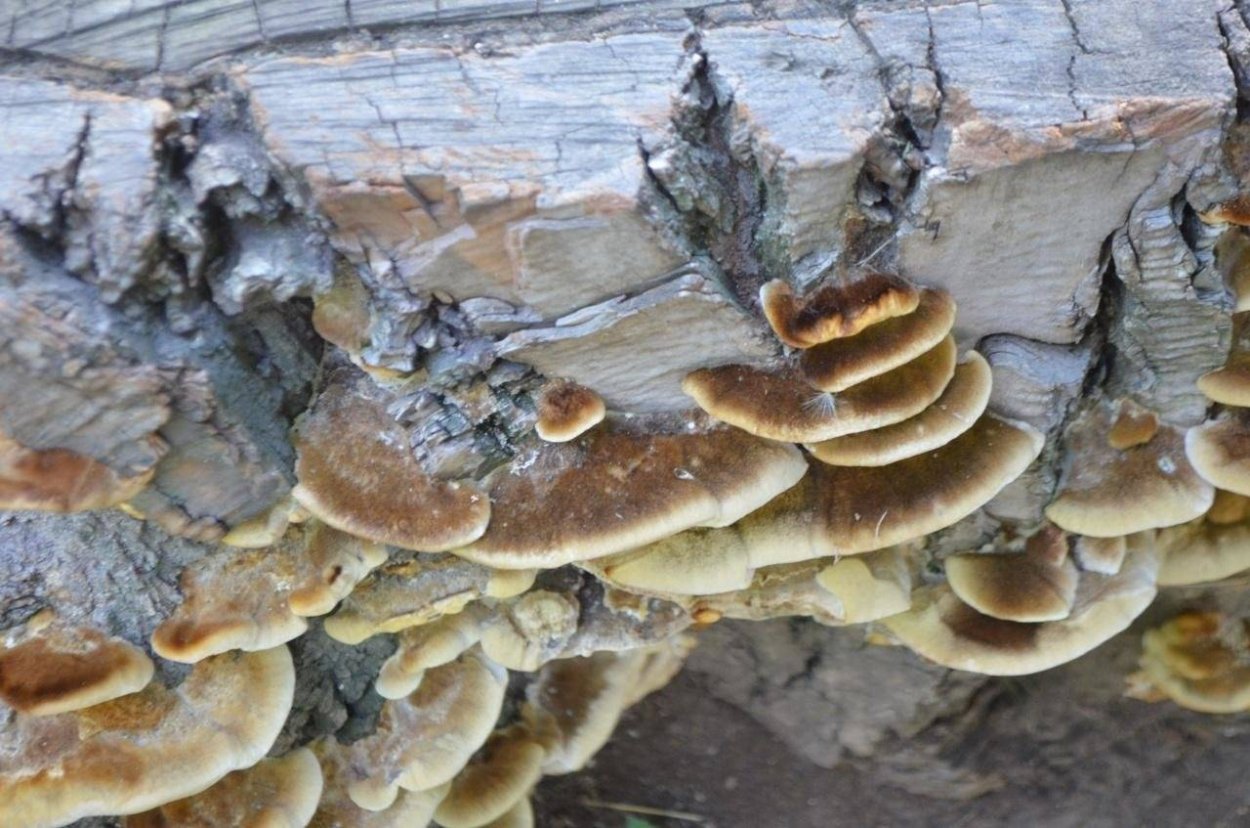 Сосновая губка Phellinus Pini
