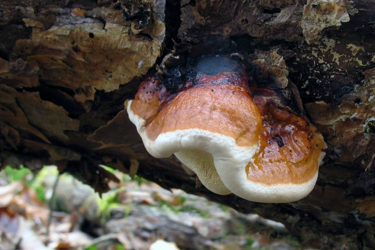 Окаймленный трутовик (Fomitopsis pinicola (SW. Et fr.) Karst.):