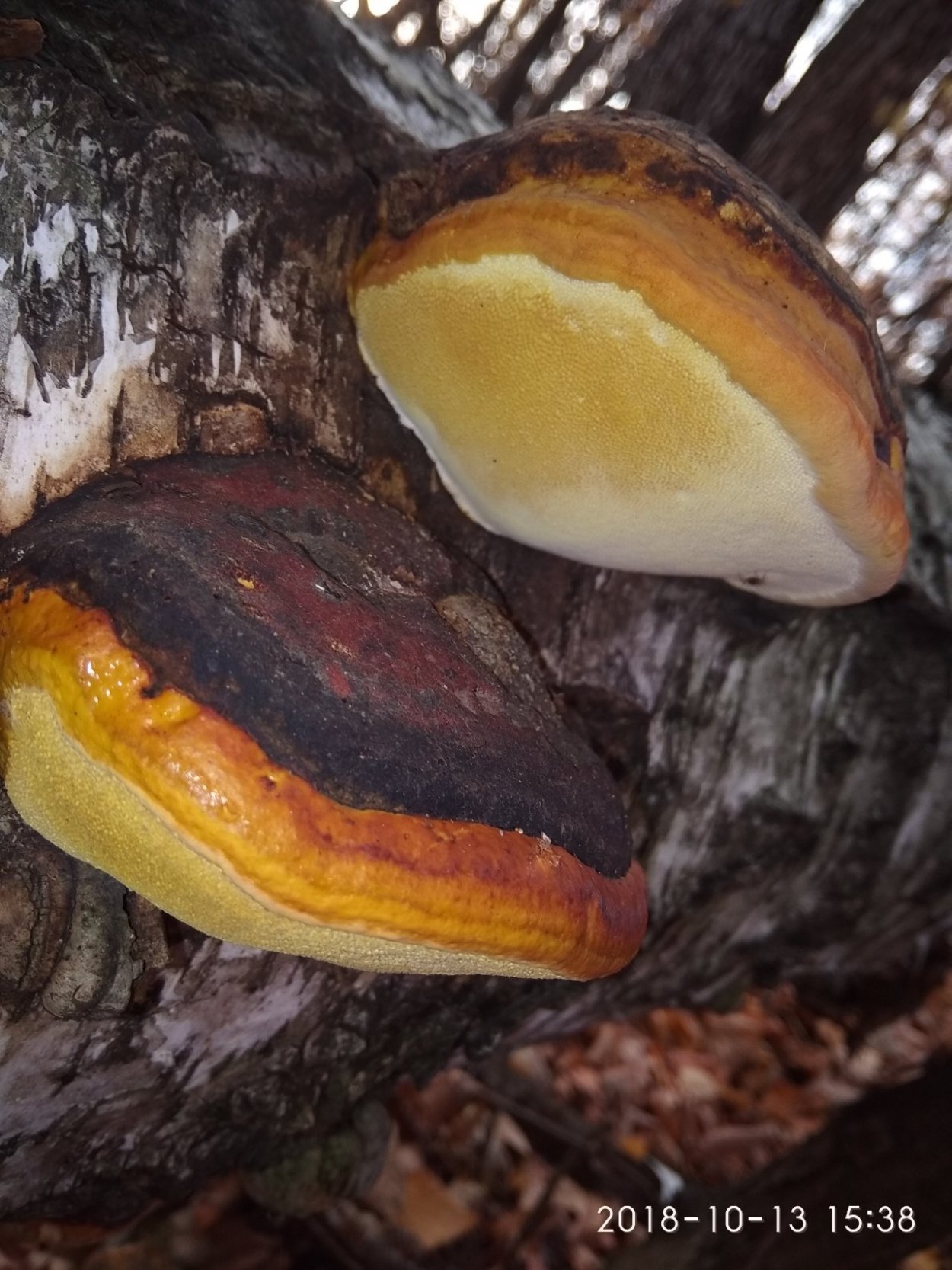 Fomitopsis pinicola - трутовик Сосновый