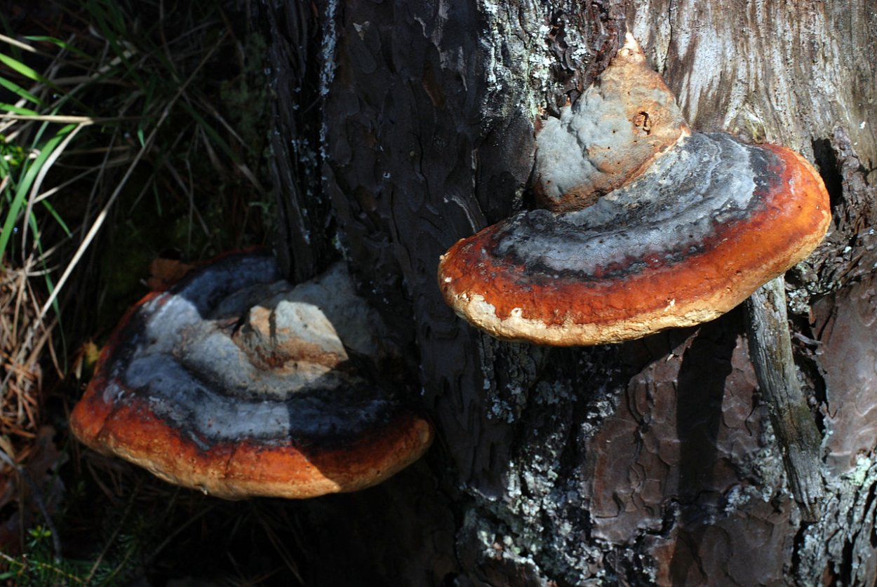 Fomitopsis pinicola - трутовик Сосновый