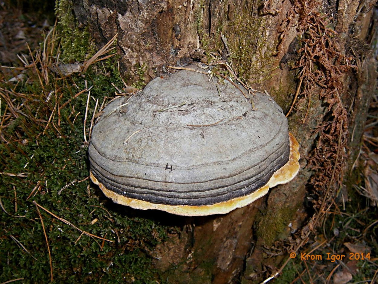 20. Трутовик окаймлённый – Fomitopsis pinicola