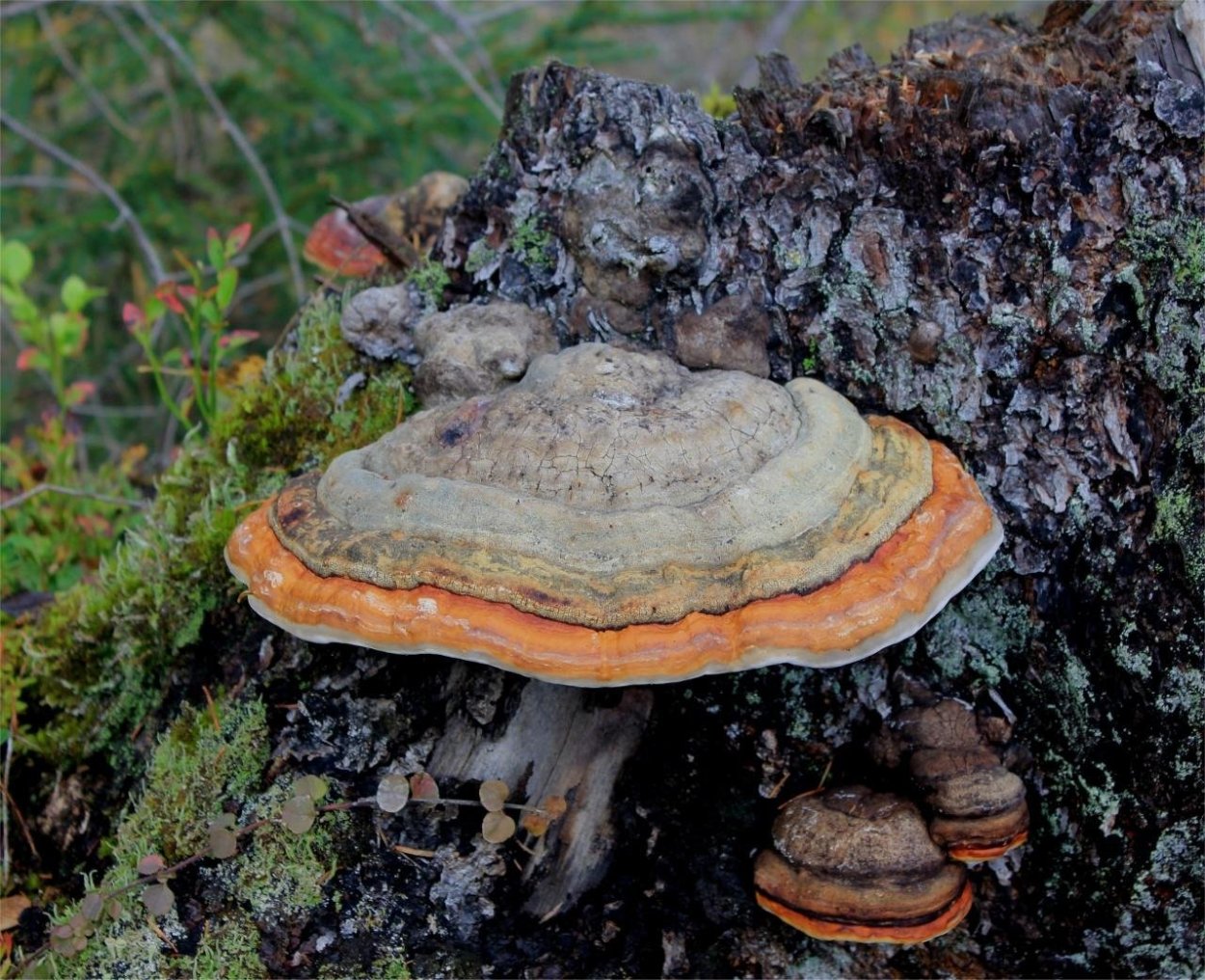Трутовик окаймленный Fomitopsis pinicola