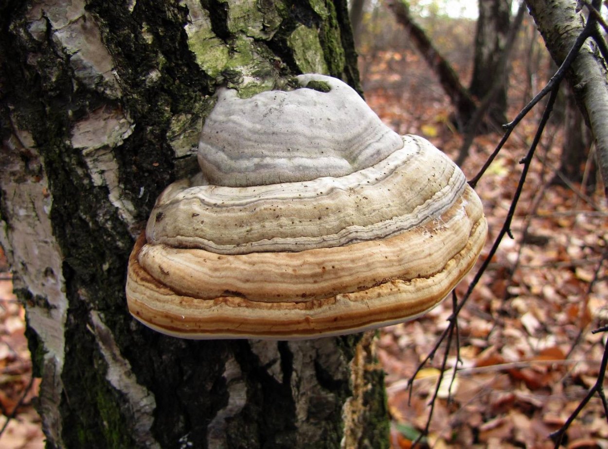 Окаймленный трутовик (Fomitopsis pinicola (SW. Et fr.) Karst.):
