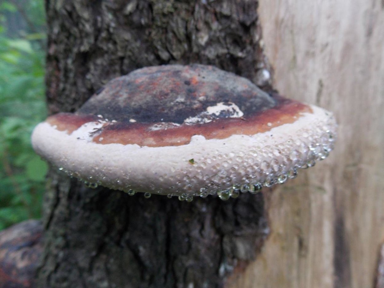 Inonotus dryophilus