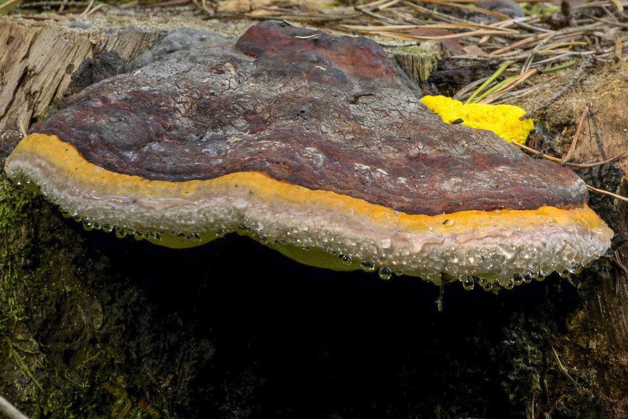 Fomitopsis pinicola - трутовик Сосновый