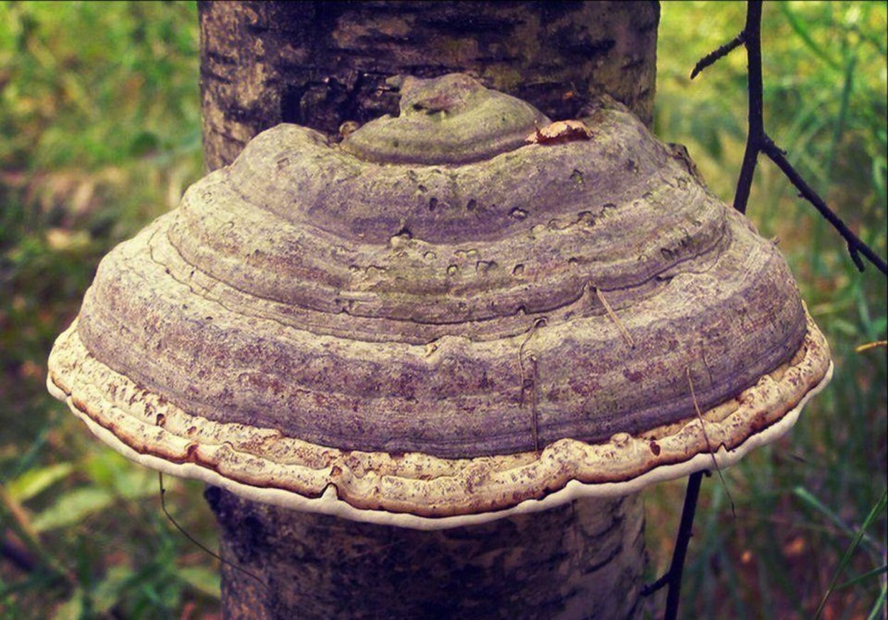 11. Fomitopsis pinicola – трутовик окаймлённый
