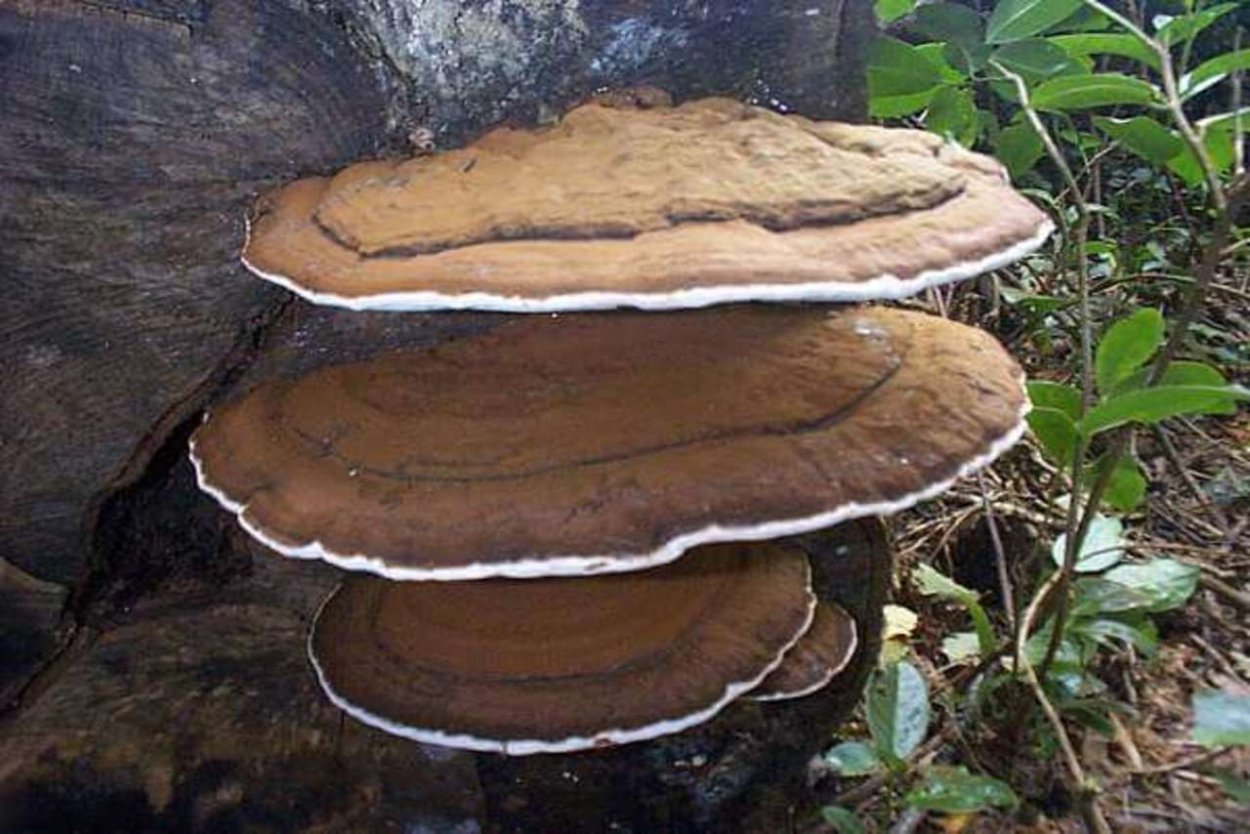 Мицелий Fomitopsis pinicola