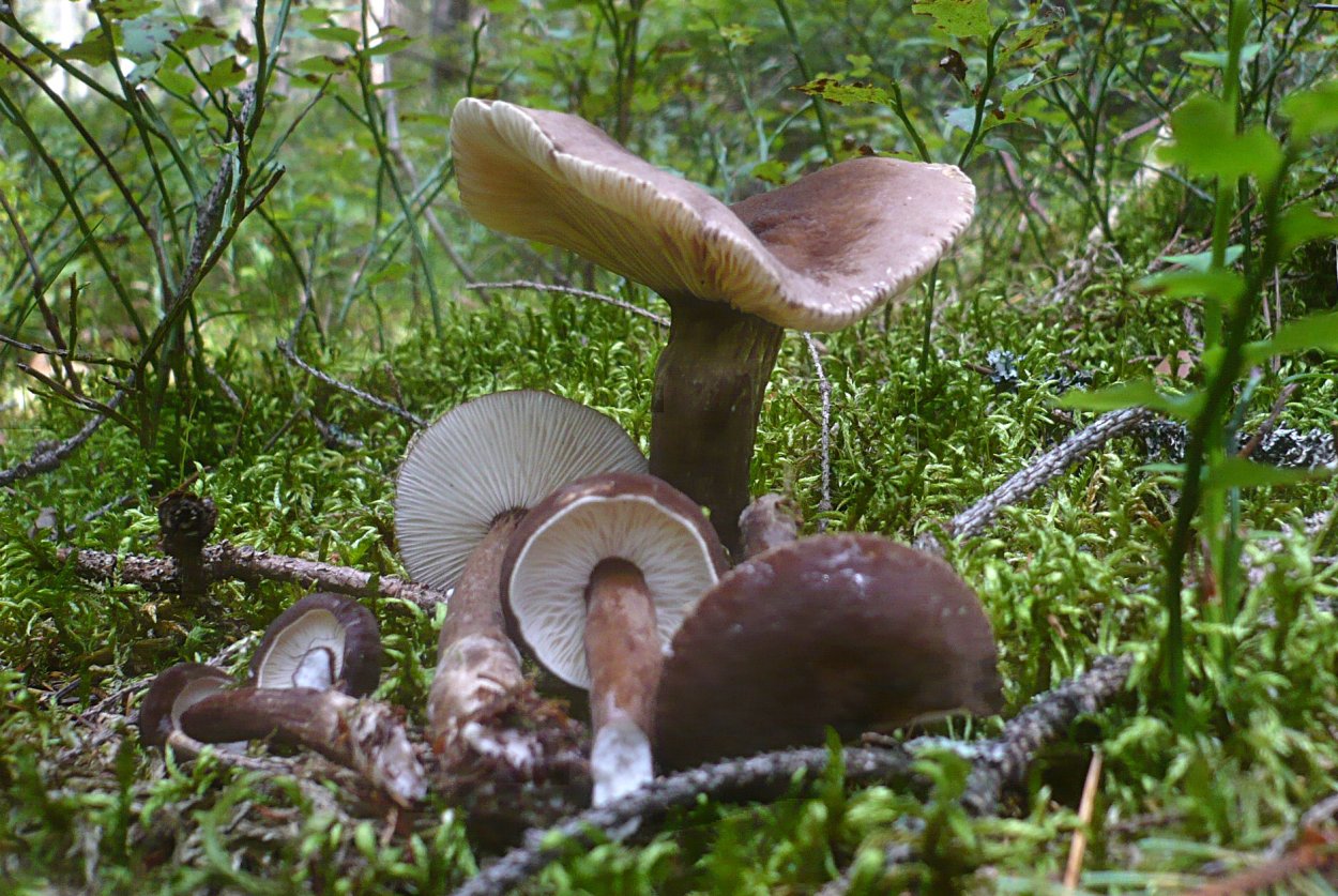 Lactarius lignyotus