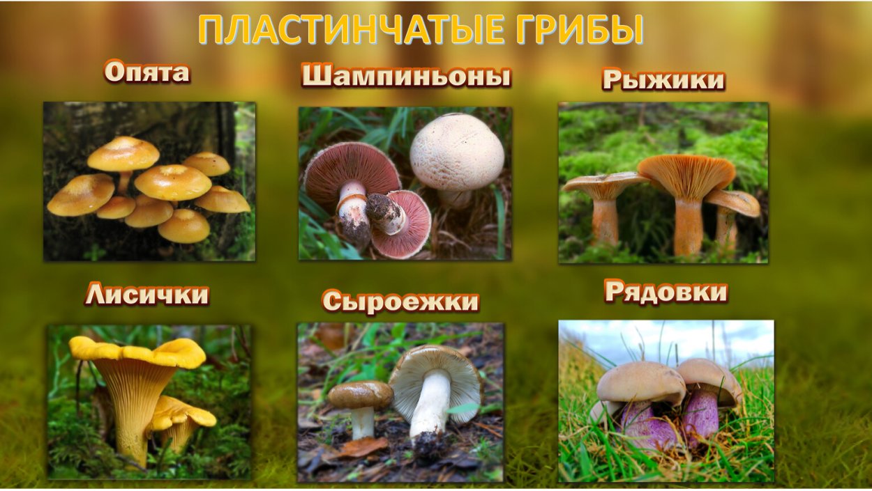 Груздь настоящий