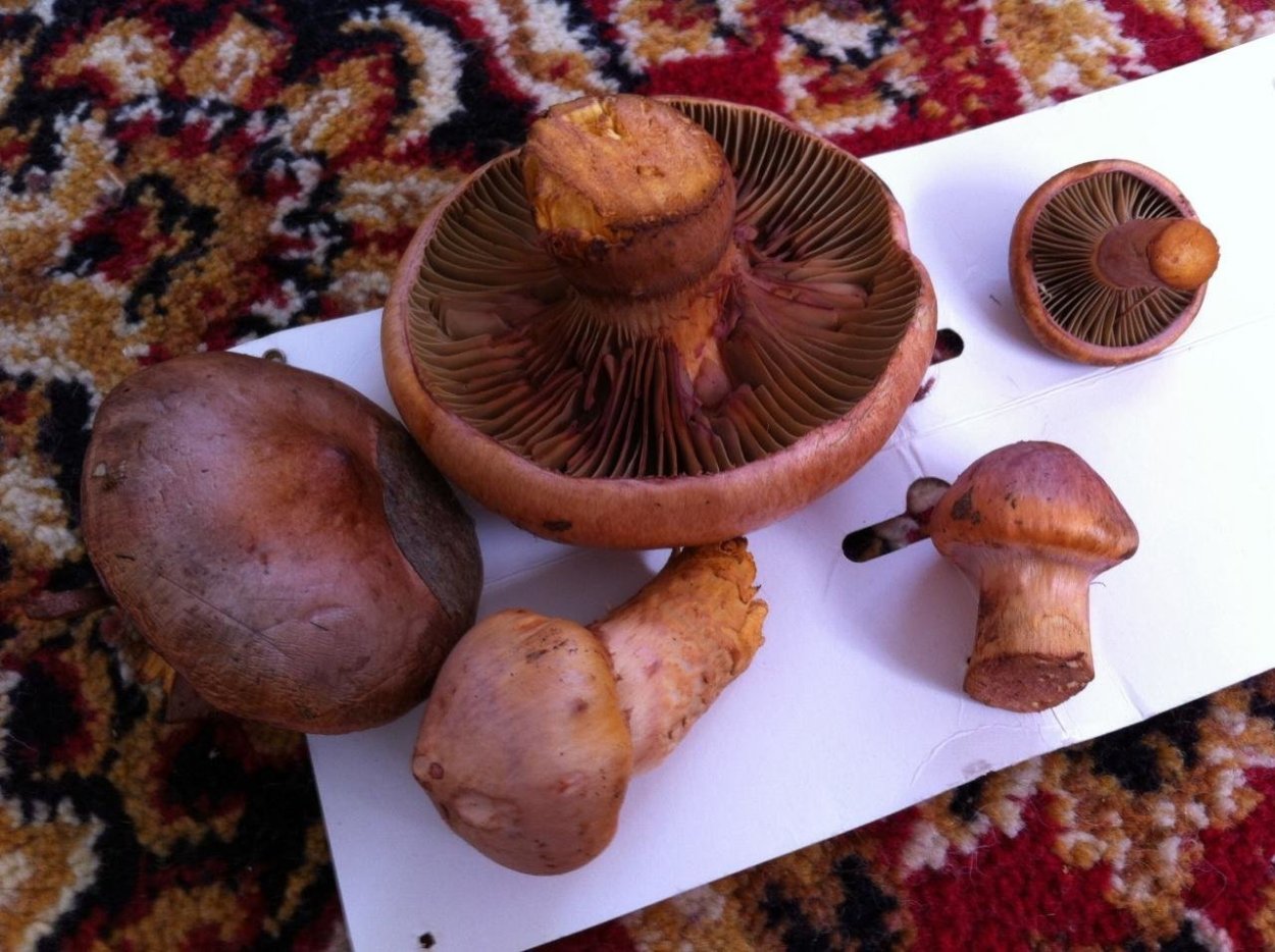 Пластинчатые лесные грибы