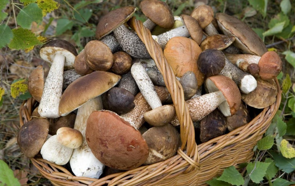 Млечник дубовый Lactarius Quietus съедобный?