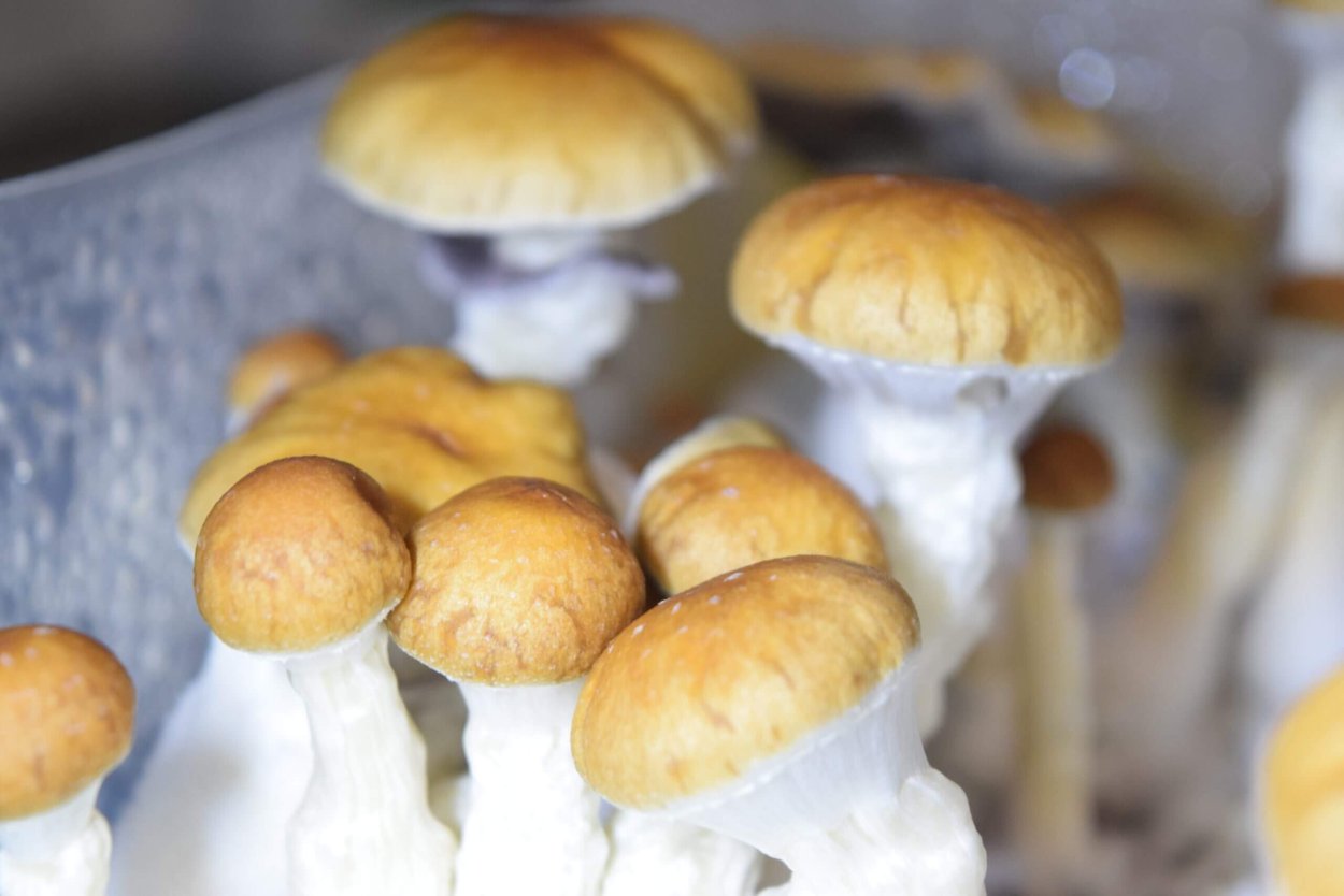 Споровый отпечаток Psilocybe Cubensis