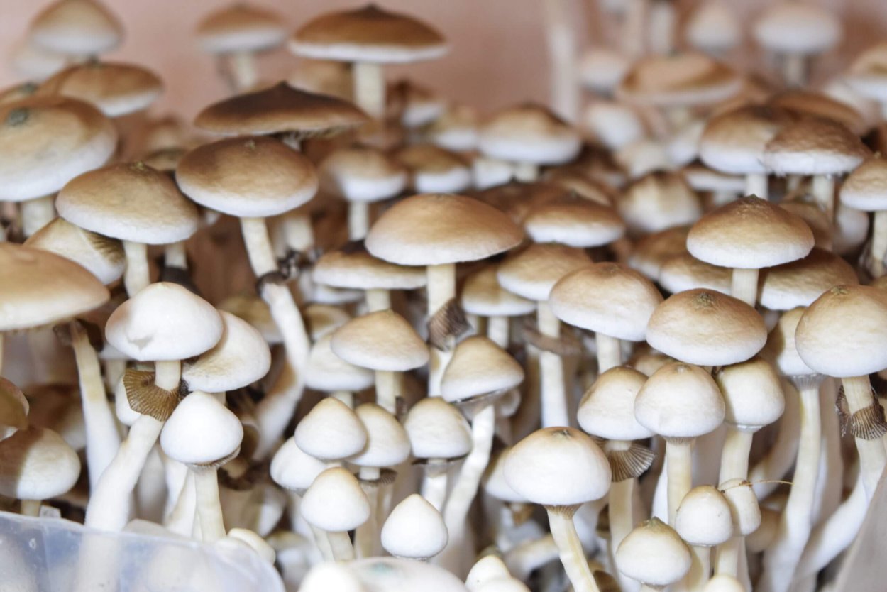 Psilocybe Cubensis трип
