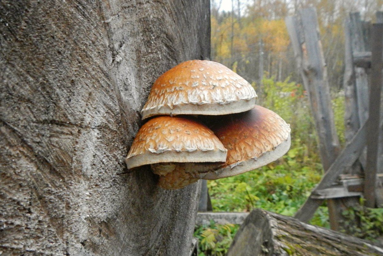 Млечник гигрофоровидный