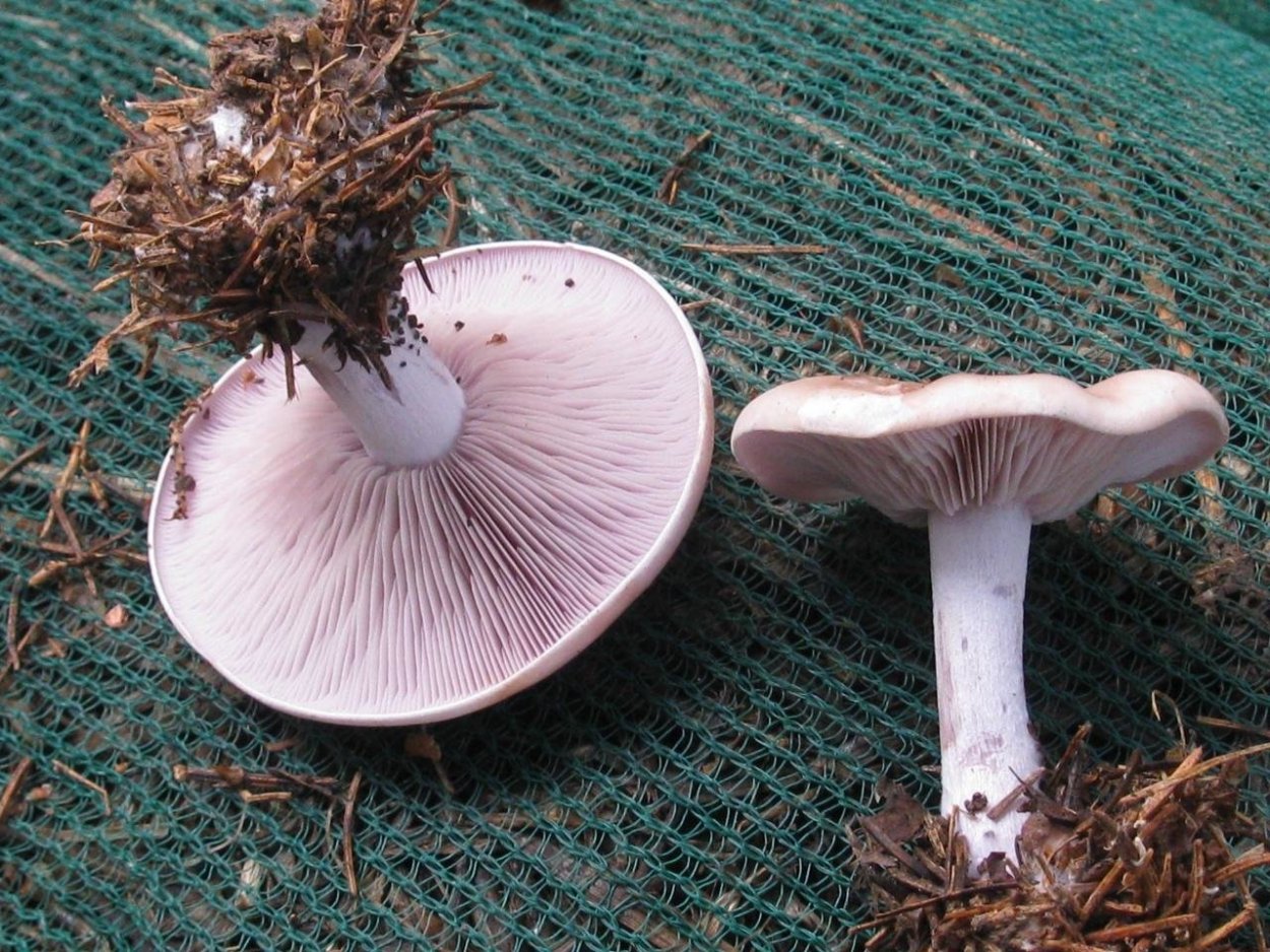 Трутовик зимний Polyporus brumalis