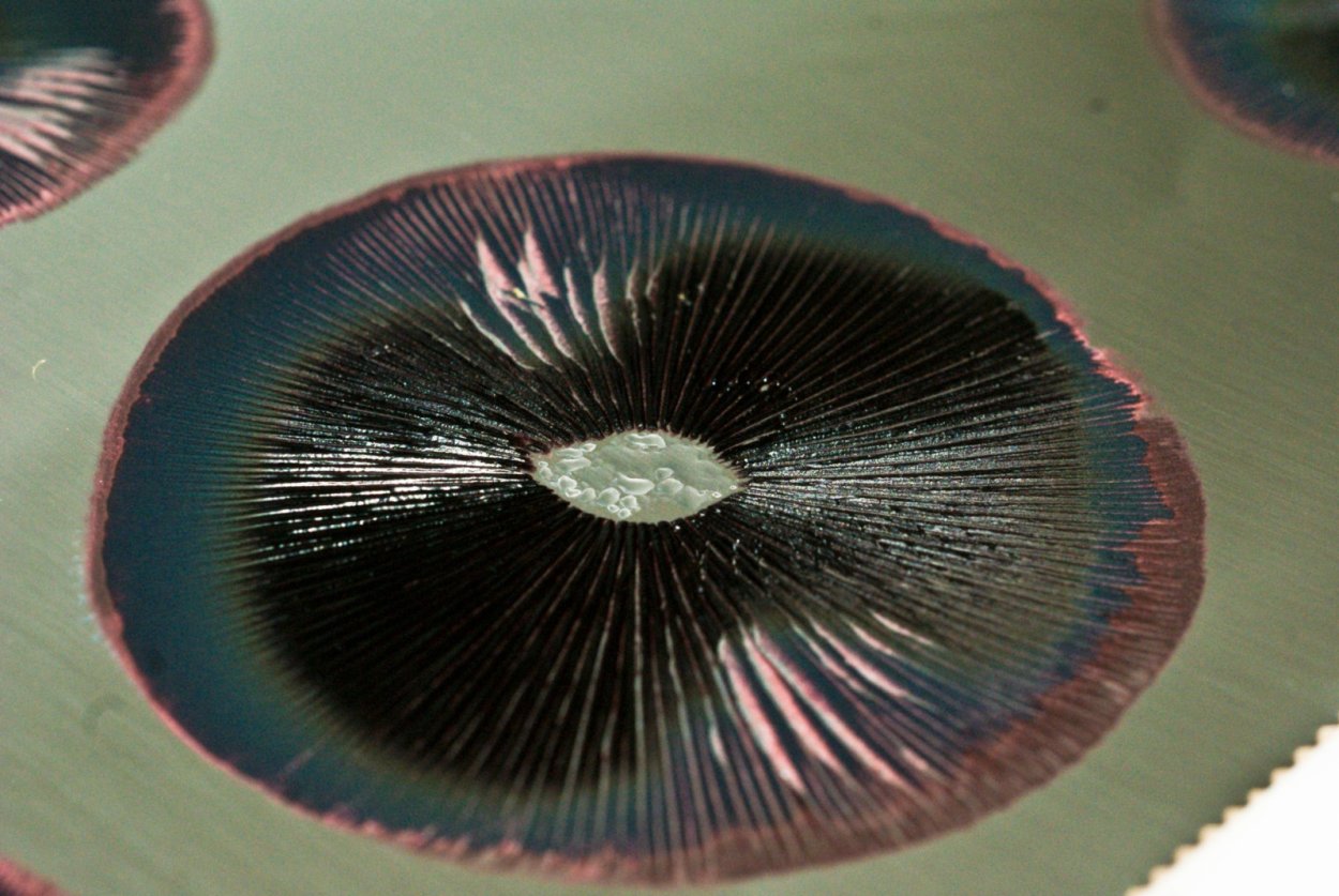 Panaeolus tropicalis