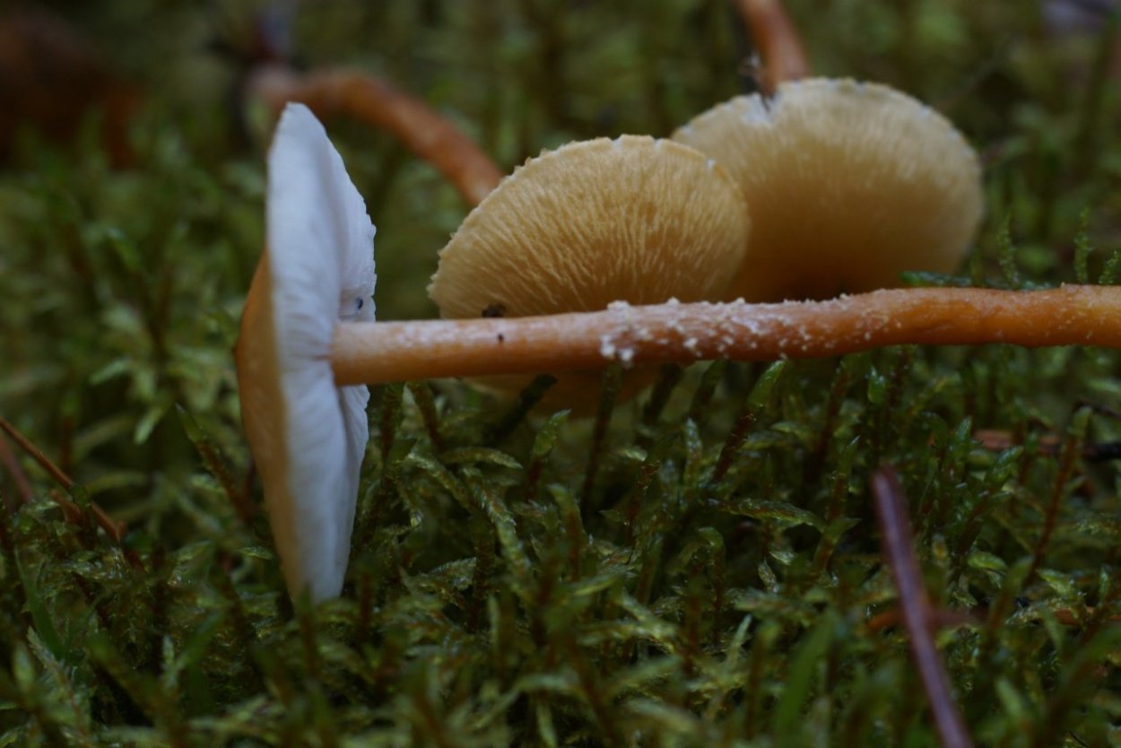 Clitocybe vibecina