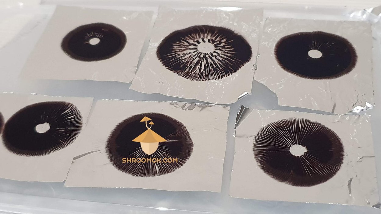 Споровый отпечаток Psilocybe Cubensis