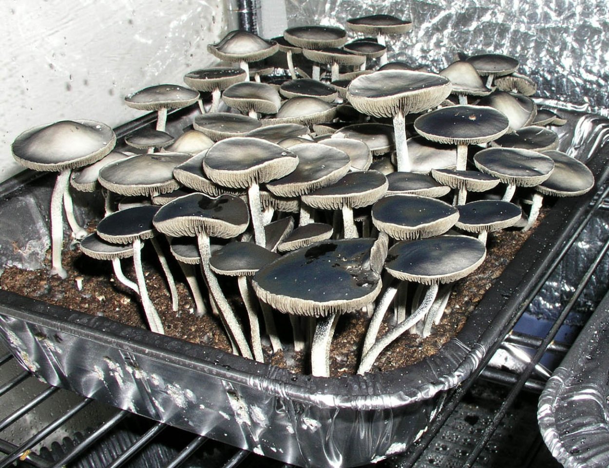 Panaeolus cyanescens Jamaica