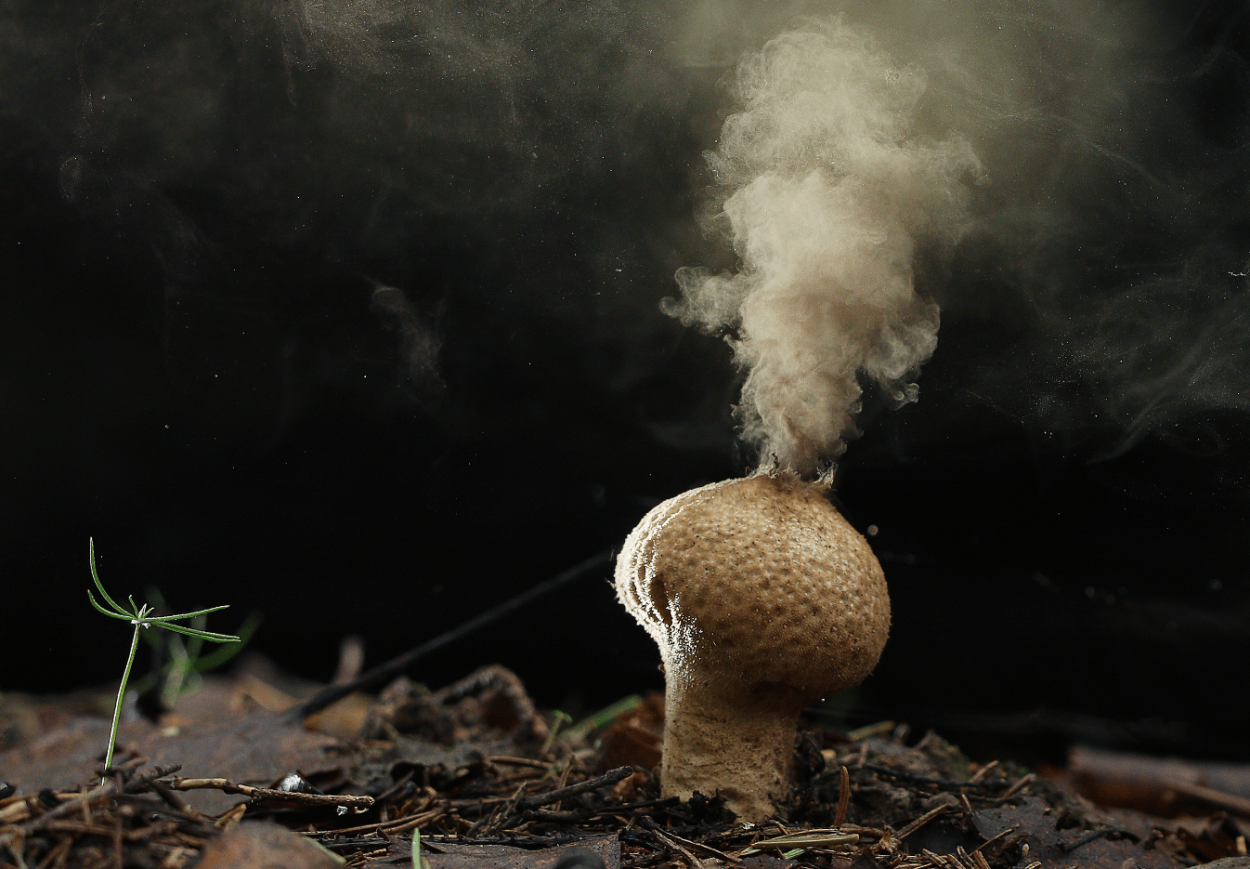 Трутовик клубненосный Polyporus tuberaster