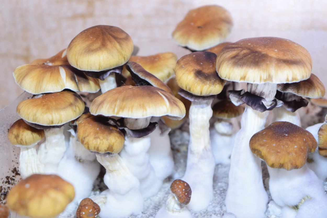 Panaeolus cyanescens aussi x Bali Indonesia