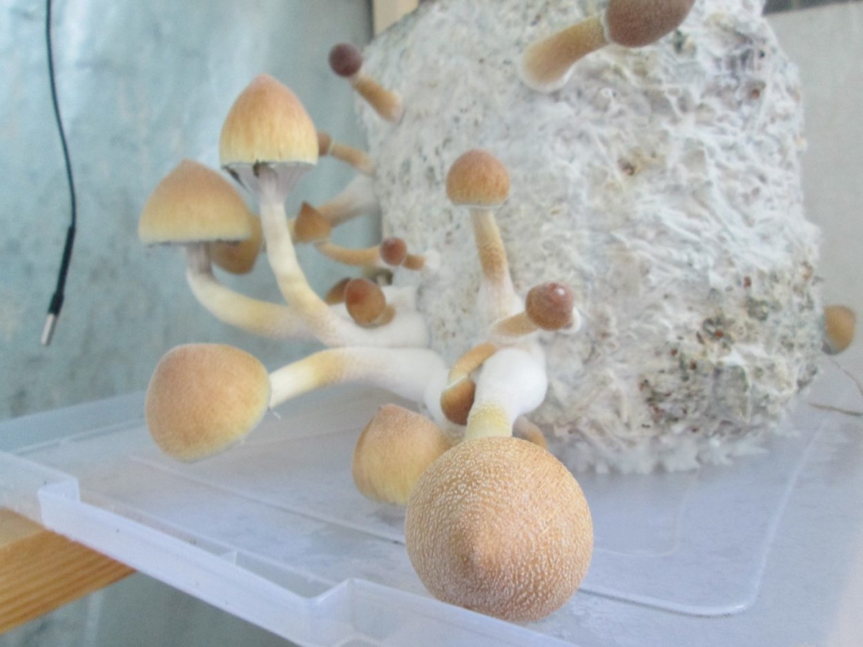 Грибы Golden teacher арт