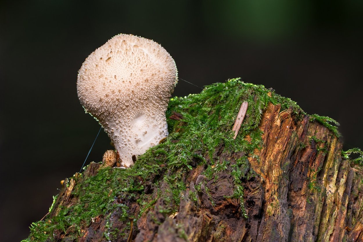 Psilocybe Cubensis a+