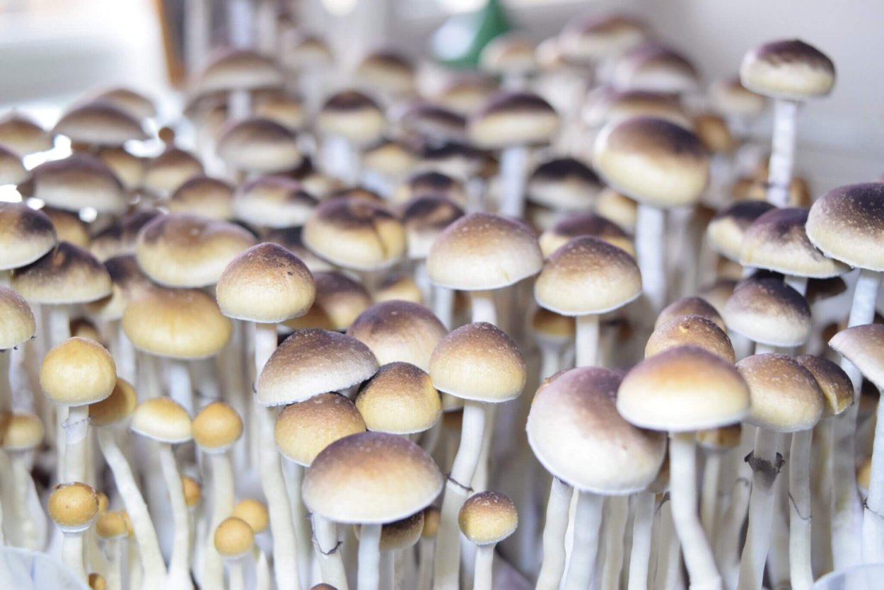 Stropharia merdaria (Psilocybe merdaria) (навозная лысина)