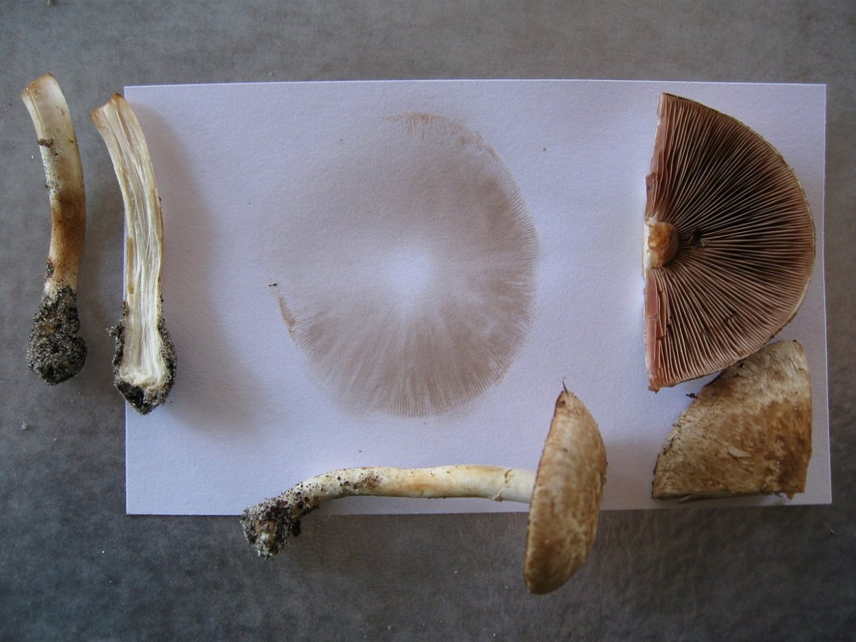 Rusty White Cubensis
