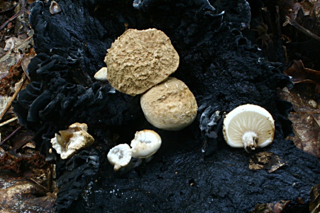 Споровый гриб