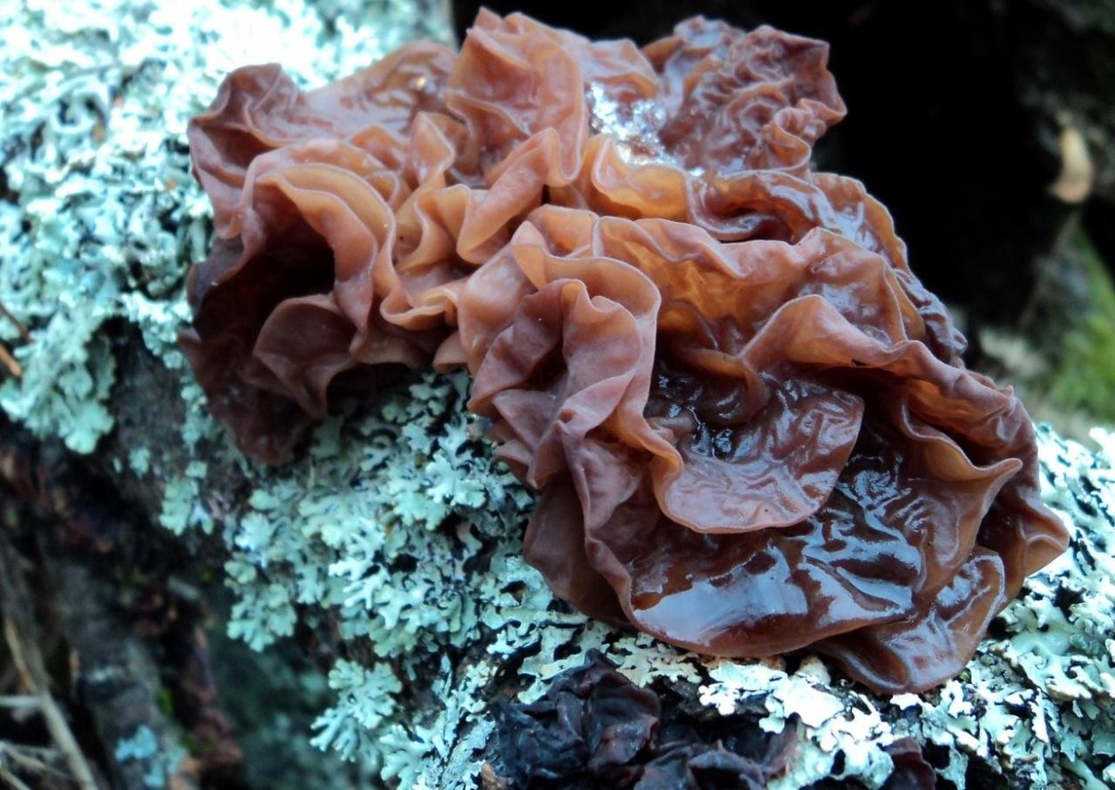 Гриб Дрожалка листоватая (Tremella foliacea)