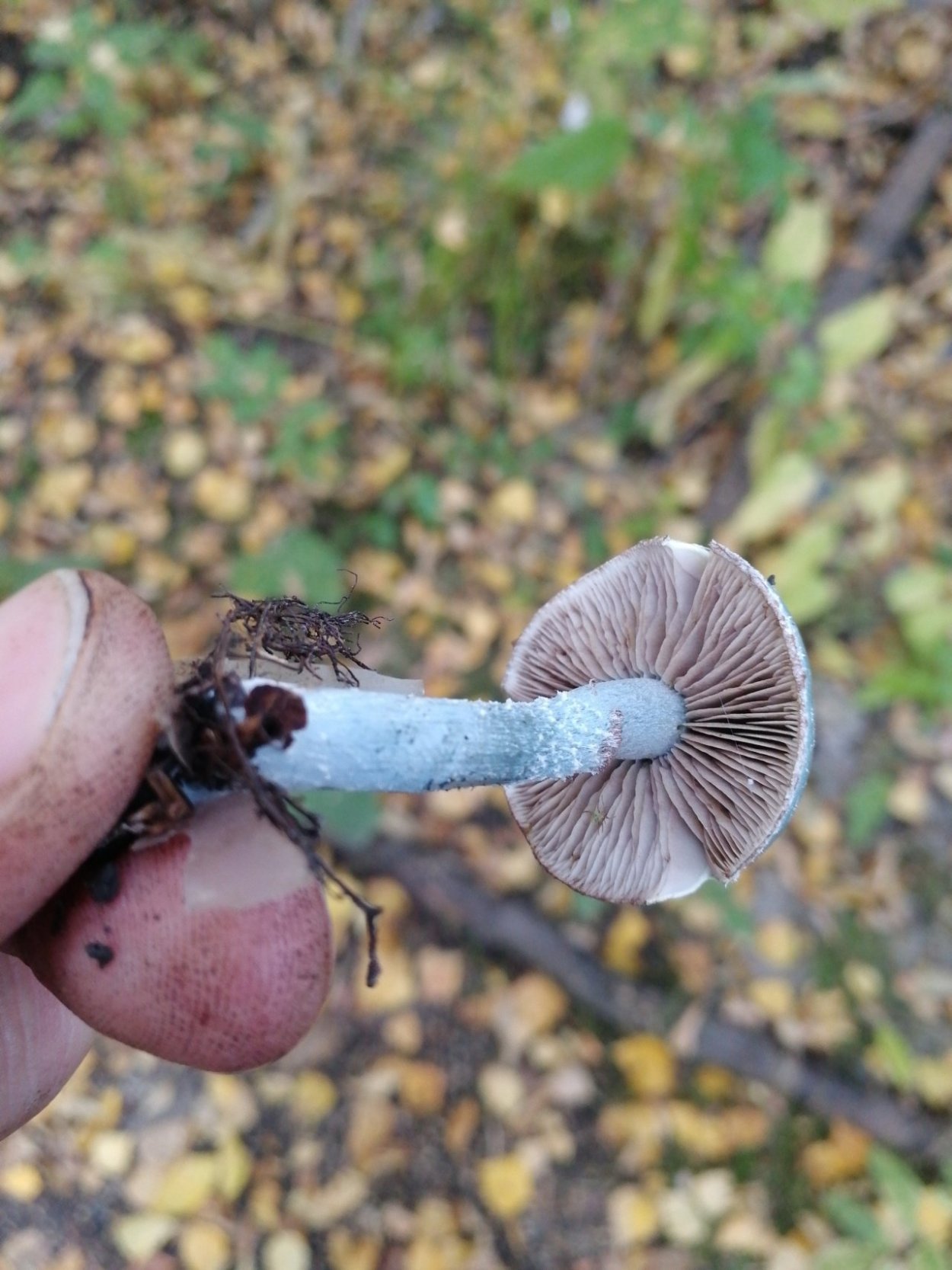Абрамухи грибы