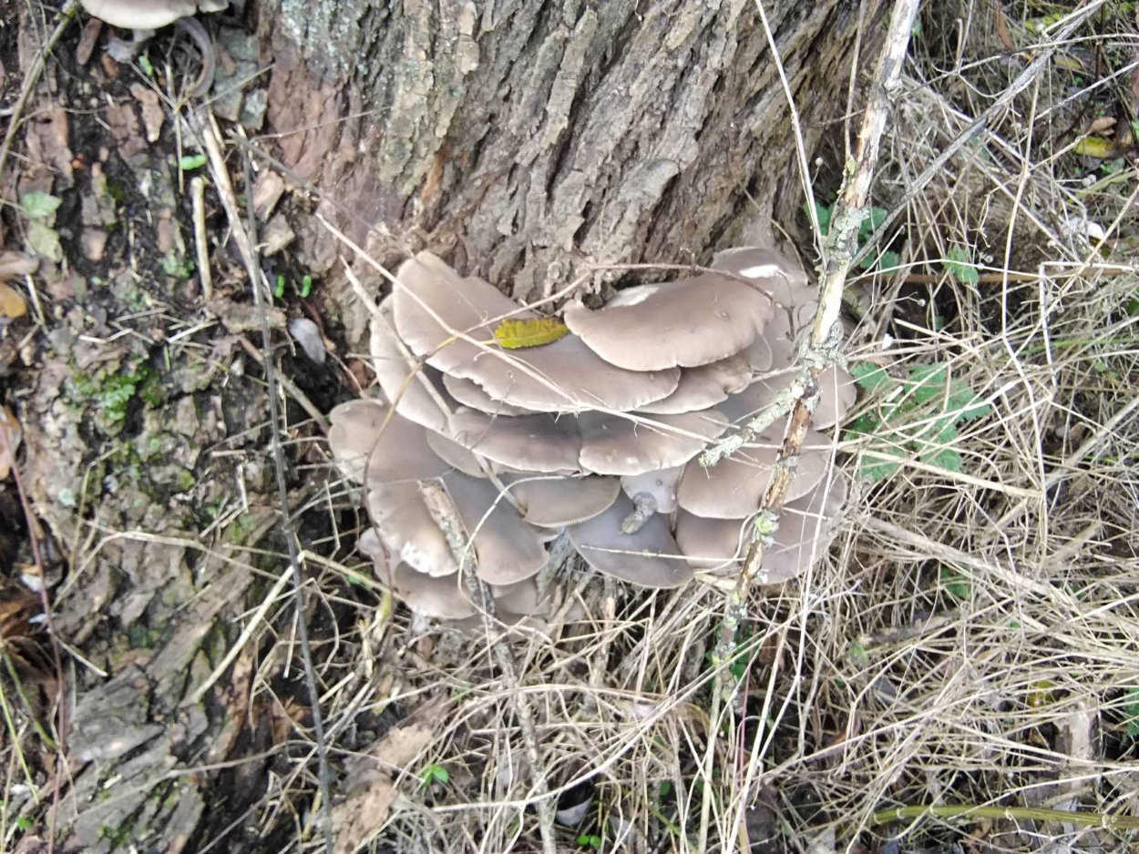 Опенок темный Armillaria ostoyae