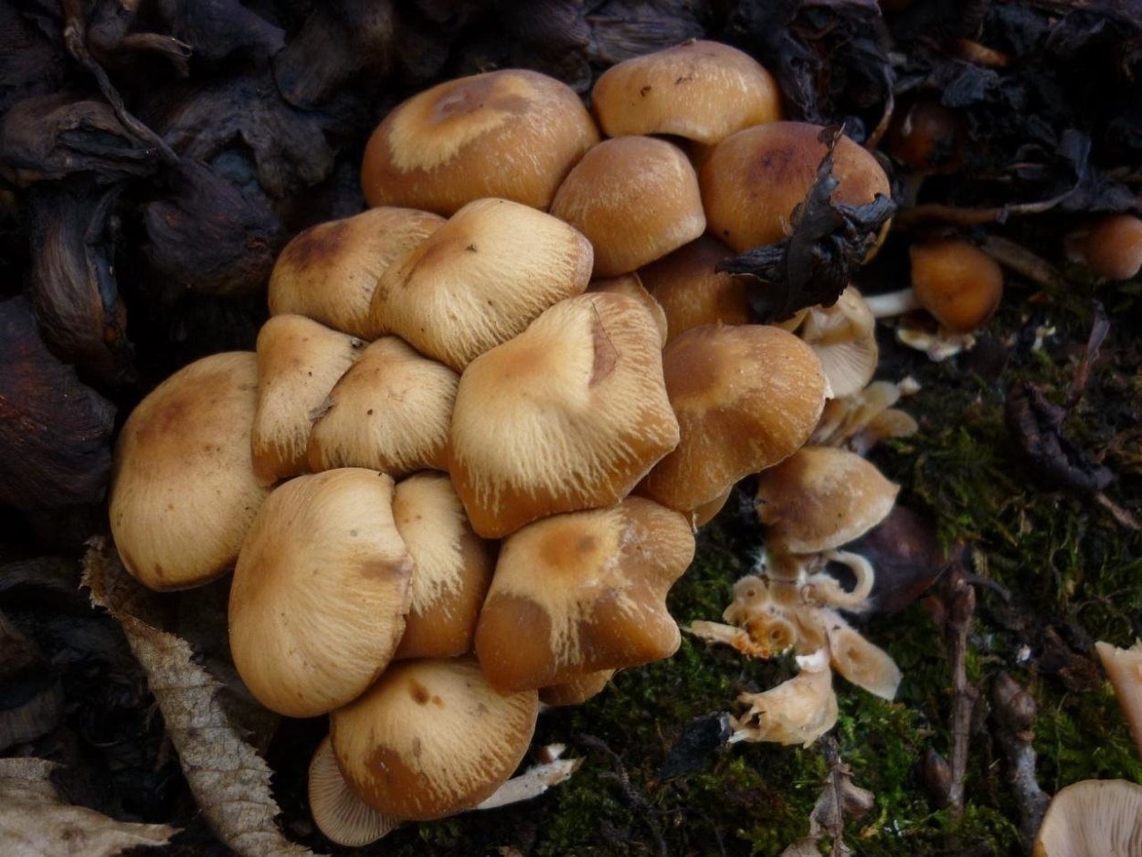 Рядовка пятнистая (Tricholoma pessundatum)