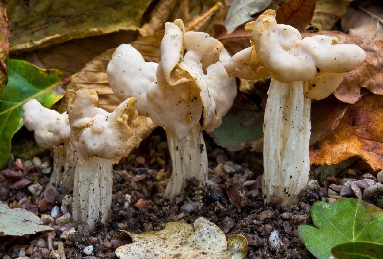 Лопастник курчавый Helvella crispa